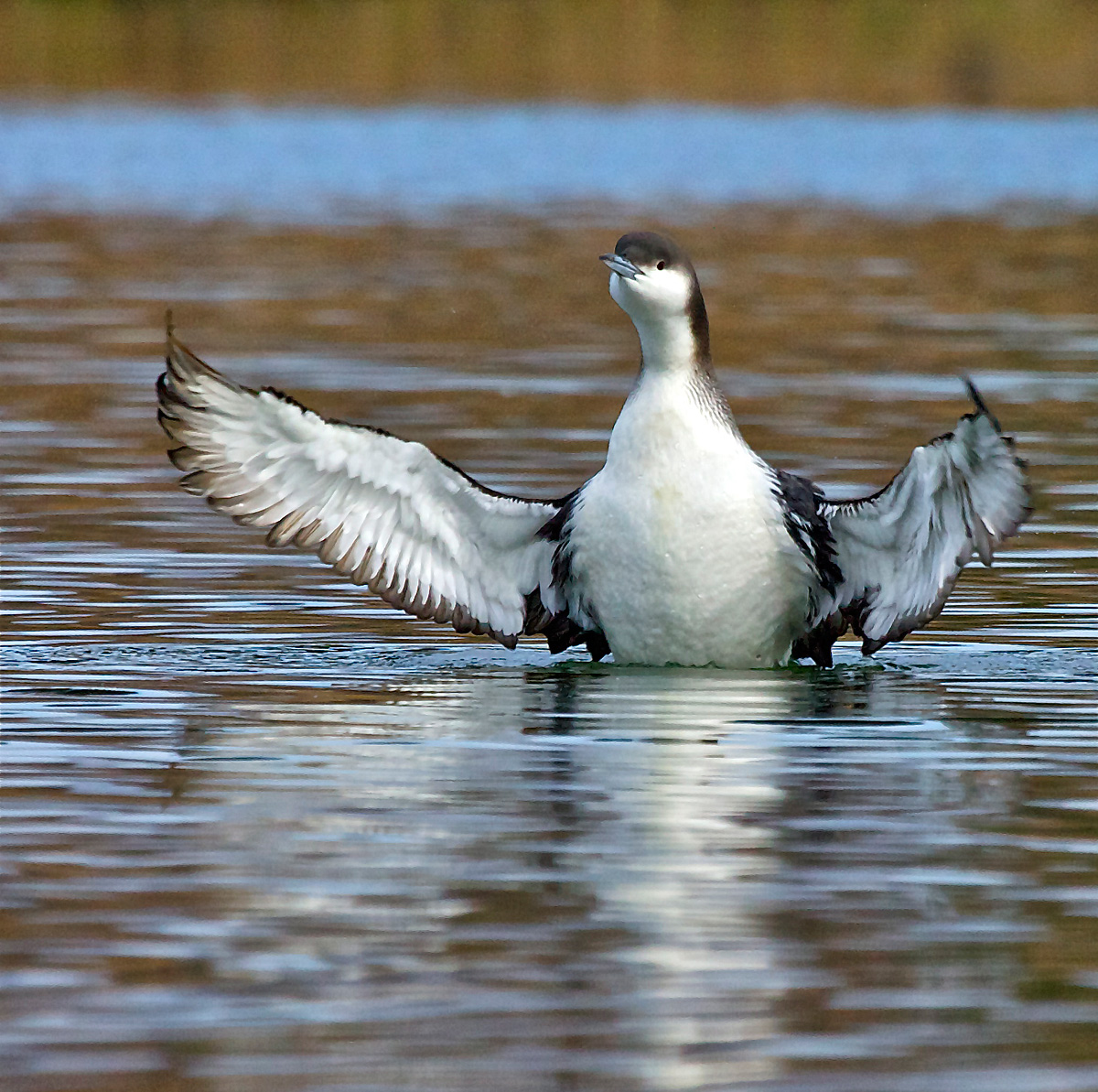 arctic-loon-ebirdr