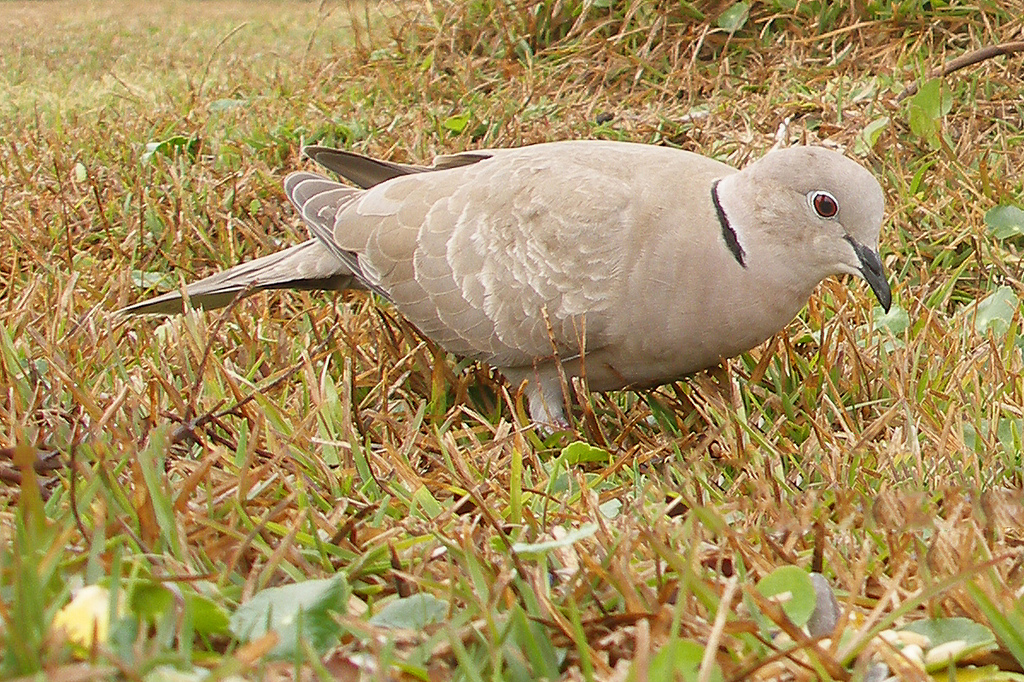 ringed turtle dove ebirdr ringed turtle dove ebirdr