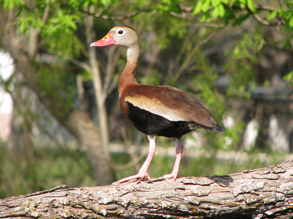 black bellied whistling duck ebirdr black bellied whistling duck ebirdr