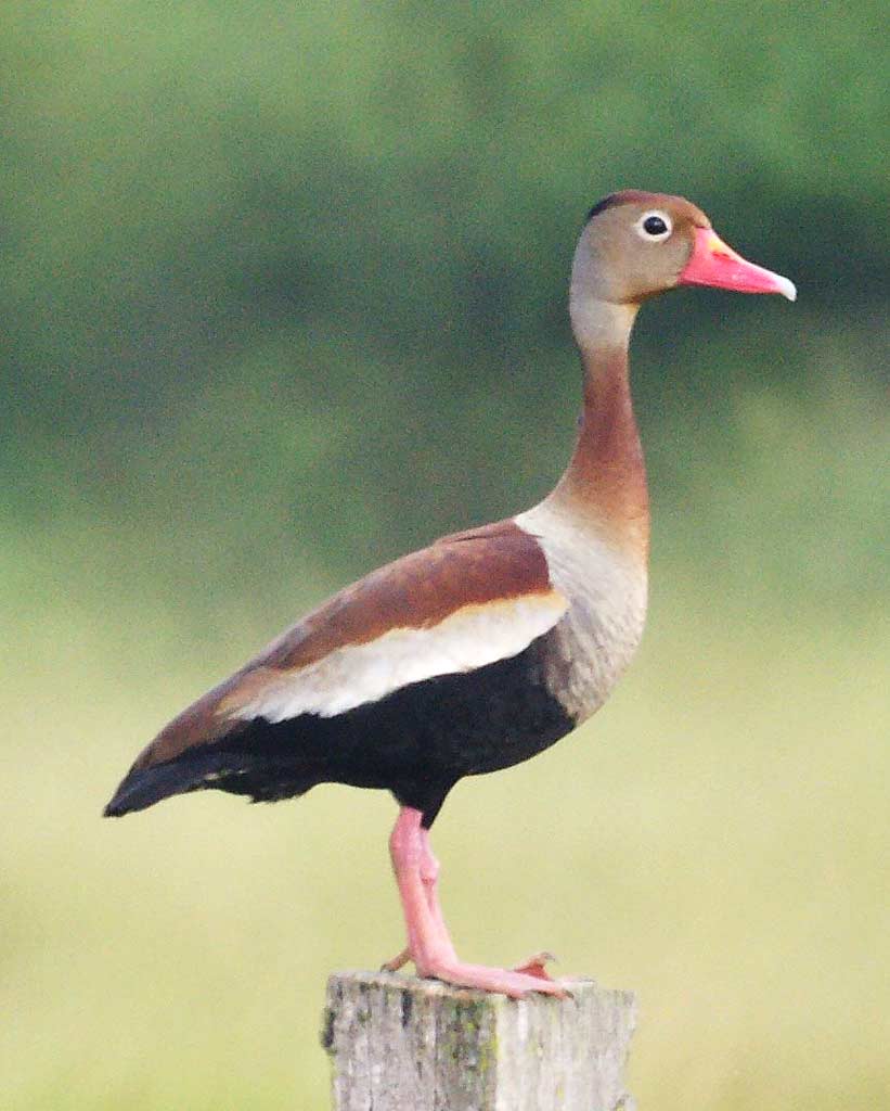 Black-bellied Whistling-duck - Ebirdr