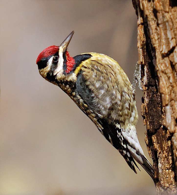 Yellow-bellied Sapsucker - eBirdr
