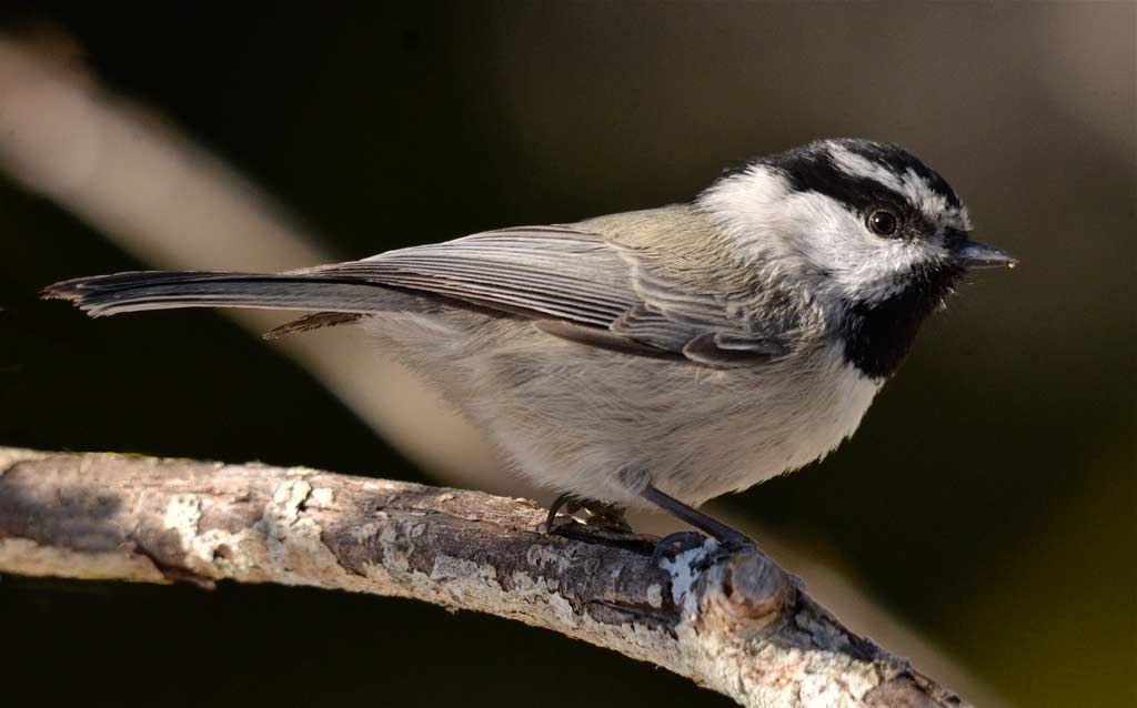 Mountain Chickadee Ebirdr