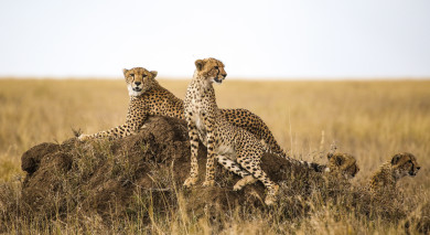 私人旅游:Serengeti Safari和Mauritius Beach Getaway 私人旅游:Serengeti Safari和Mauritius Beach Getaway