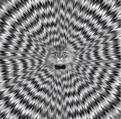 Chat lsd ychkwz - Eugenol