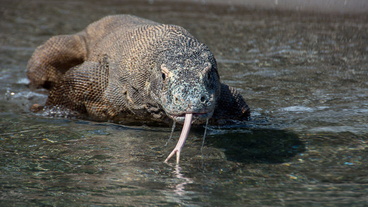 The komodo dragon is giving scientists plenty to get excited about.