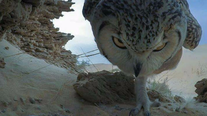 Don't mess with this owl!.