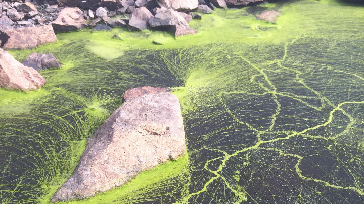 This pool in Nova Scotia covered in Algae (Image: u/no_more_puzzles_ben on Reddit).
