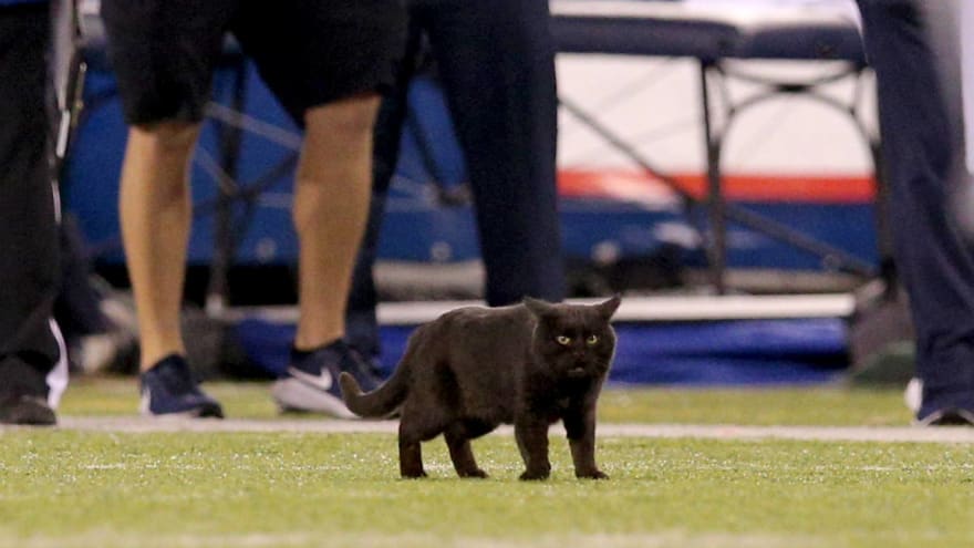 Metlife Stadium Black Cat Still On The Loose After Mnf Star Turn