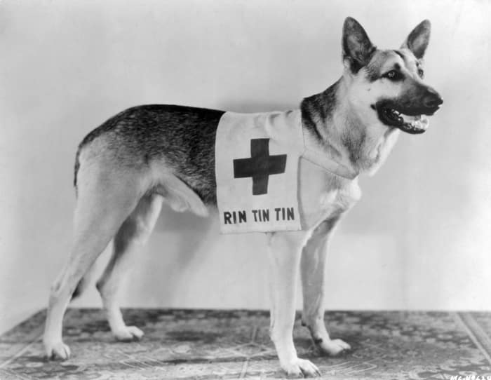 The Best Dogs Of Tv And Movies Yardbarker