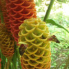 A student studying abroad with Study Abroad Programs in Costa Rica