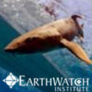Study Abroad Reviews for Earthwatch: Belize - Shark and Ray Conservation in Belize