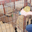 Global Learning Semesters: Nicosia - Summer in Cyprus: Animal Science Photo