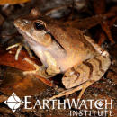 Study Abroad Reviews for Earthwatch: Australia - Australia's Vanishing Frogs