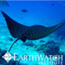 Study Abroad Reviews for Earthwatch: Seychelles - Coral Communities in the Seychelles