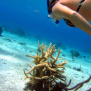 SFS: Turks & Caicos - Marine Resource Management Studies Photo