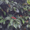 Study Abroad Programs in Costa Rica Photo