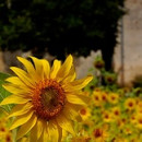 Study Abroad Reviews for IES Abroad: Arles Summer – Study in Provence