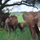 The School for Field Studies / SFS: Tanzania - Wildlife Management Studies Photo