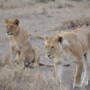 The School for Field Studies / SFS: Tanzania - Wildlife Management Studies Photo
