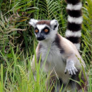 Study Abroad Reviews for SIT Study Abroad: Madagascar - Biodiversity and Natural Resource Management