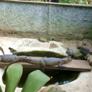 Study Abroad Reviews for Volunteer Costa Rica Escazu: Animal Rescue Center