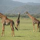 SIT Study Abroad: Tanzania - Wildlife Conservation and Political Ecology Photo