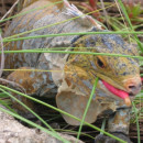 Study Abroad Reviews for Broadreach: Bahamas Veterinary Medicine 12-Day Adventure