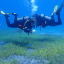 Study Abroad Reviews for See You Diving: Tenerife - Marine Biology Internship