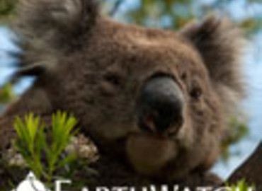 Study Abroad Reviews for Earthwatch: Australia - Conserving Koala Country