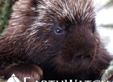 Study Abroad Reviews for Earthwatch: Canada - Mammals of Nova Scotia