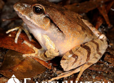 Study Abroad Reviews for Earthwatch: Australia - Australia's Vanishing Frogs