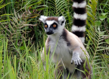 Study Abroad Reviews for SIT Study Abroad: Madagascar - Biodiversity and Natural Resource Management
