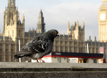Study Abroad Reviews for Boston University: London - London School of Education