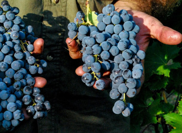 Study Abroad Reviews for SIT Study Abroad: Italy - Food Cultures and Sustainability