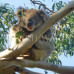 Photo of Earthwatch: Australia - Conserving Koala Country