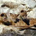 Photo of Earthwatch: Madagascar - Carnivores of Madagascar