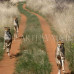 Photo of Earthwatch: Namibia - Cheetah Conservation in Namibia