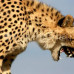 Photo of Earthwatch: Namibia - Cheetah Conservation in Namibia