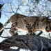 Photo of Earthwatch: Namibia - Cheetah Conservation in Namibia