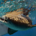 Photo of Earthwatch: Belize - Shark and Ray Conservation in Belize