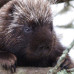 Photo of Earthwatch: Canada - Mammals of Nova Scotia