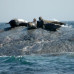 Photo of Earthwatch: Canada - Mammals of Nova Scotia