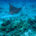 Photo of The School for Field Studies / SFS: Turks and Caicos Islands - Marine Resource Studies