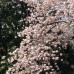 Photo of Sophia University: Tokyo - Direct Enrollment & Exchange