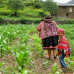Photo of MESA: -  Peru Summer Program in Global Agroecology and Local Food Systems