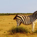 Photo of Nelson Mandela Metropolitan University (NMMU): Port Elizabeth - Direct Enrollment & Exchange