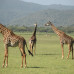 Photo of SIT Study Abroad: Tanzania - Wildlife Conservation and Political Ecology