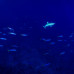 Photo of Sea Education Association: Programs at Sea – Protecting the Phoenix Islands ( Summer )