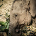 Photo of GVI: Chiang Mai - Volunteer with Elephants in Thailand