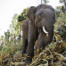 Photo of GVI: Chiang Mai - Volunteer with Elephants in Thailand